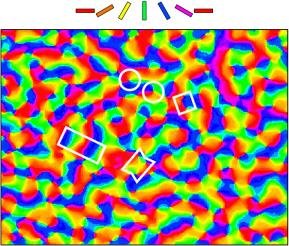 cortex visuel du chat