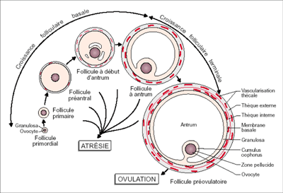 folliculogenèse