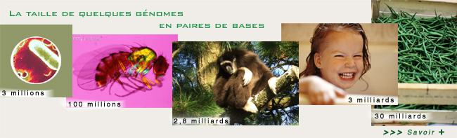comparaison de la taille de différents génomes