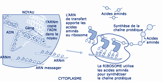 Le fonctionnement cellulaire, de l'ADN aux protéines