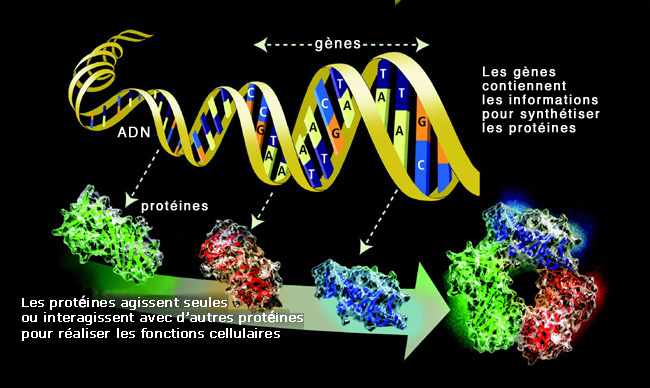 machinerie cellulaire