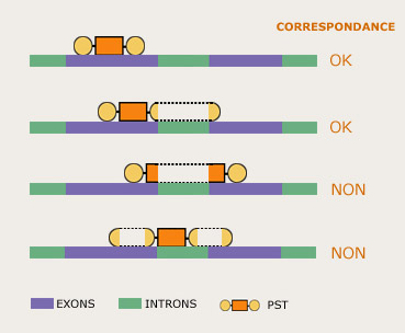 exons-introns