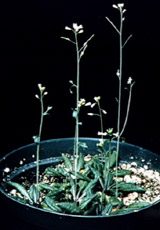 Arabidopsis thaliana