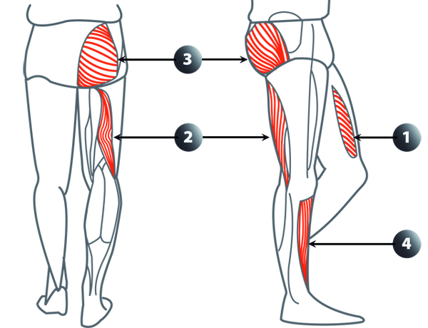 Muscles de verticalisation